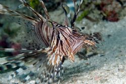 Lionfish close to shore by Andy Lerner 